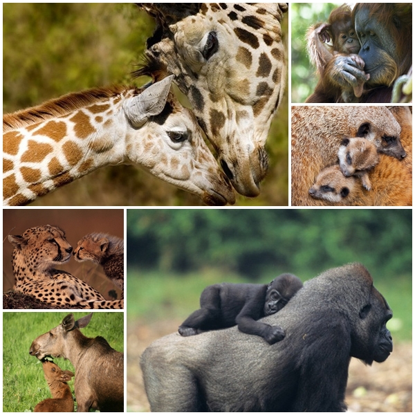 ภาพสัตว์น่ารักๆ  ภาพความผูกพันระหว่างคู่แม่ลูก