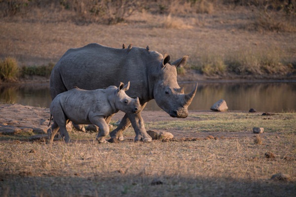 ภาพสัตว์น่ารักๆ  ภาพความผูกพันระหว่างคู่แม่ลูก