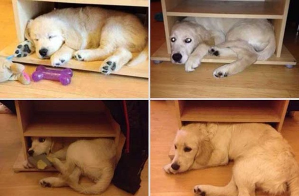  ภาพถ่าย Before After พัฒนาการน่ารัก ๆ ของน้องหมา