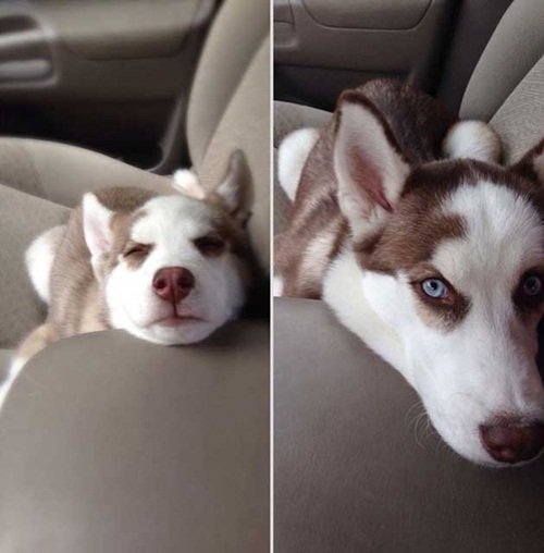  ภาพถ่าย Before After พัฒนาการน่ารัก ๆ ของน้องหมา