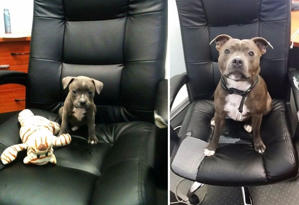  ภาพถ่าย Before After พัฒนาการน่ารัก ๆ ของน้องหมา