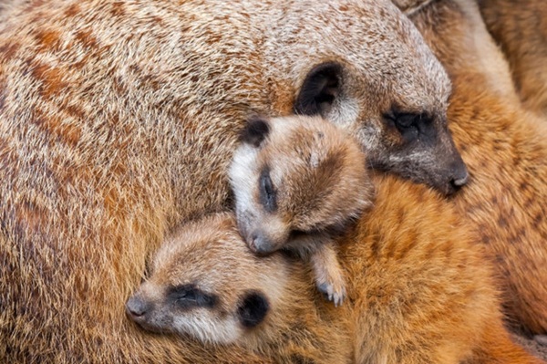 ภาพสัตว์น่ารักๆ  ภาพความผูกพันระหว่างคู่แม่ลูก