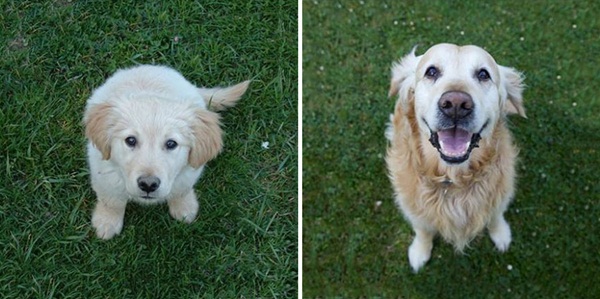  ภาพถ่าย Before After พัฒนาการน่ารัก ๆ ของน้องหมา