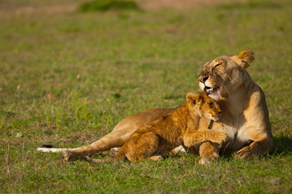 ภาพสัตว์น่ารักๆ  ภาพความผูกพันระหว่างคู่แม่ลูก