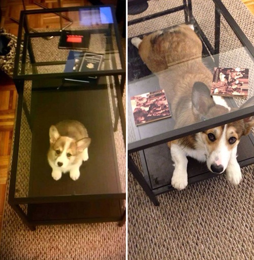  ภาพถ่าย Before After พัฒนาการน่ารัก ๆ ของน้องหมา