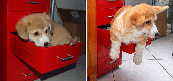  ภาพถ่าย Before After พัฒนาการน่ารัก ๆ ของน้องหมา