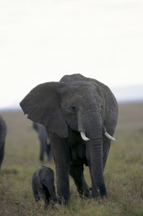 ภาพสัตว์น่ารักๆ  ภาพความผูกพันระหว่างคู่แม่ลูก