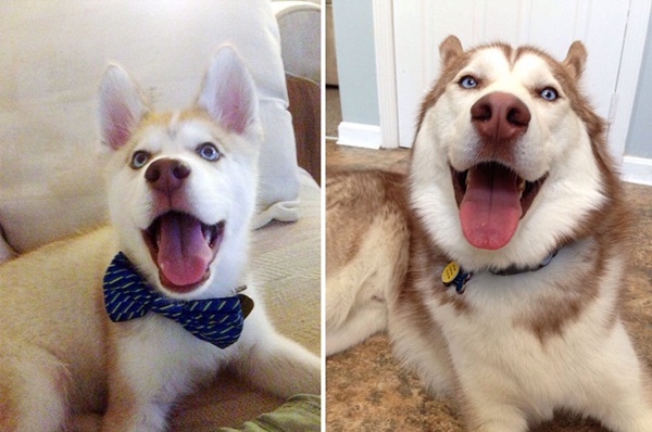  ภาพถ่าย Before After พัฒนาการน่ารัก ๆ ของน้องหมา
