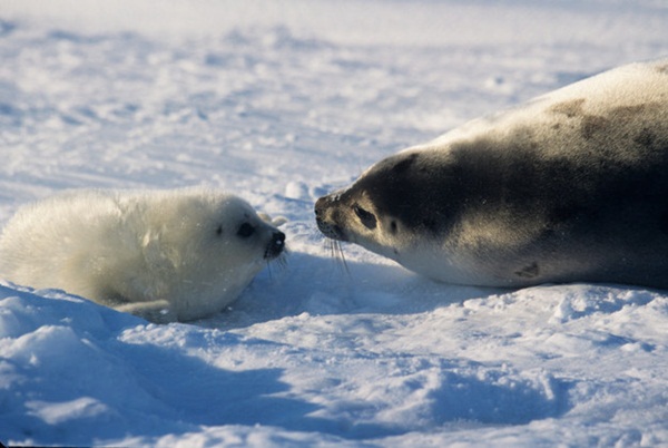 ภาพสัตว์น่ารักๆ  ภาพความผูกพันระหว่างคู่แม่ลูก