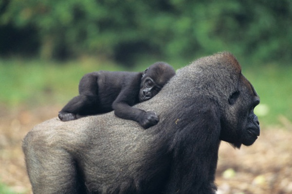ภาพสัตว์น่ารักๆ  ภาพความผูกพันระหว่างคู่แม่ลูก