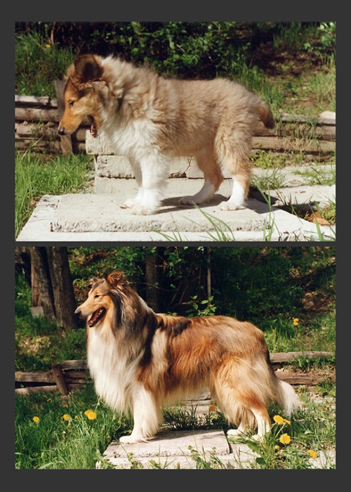  ภาพถ่าย Before After พัฒนาการน่ารัก ๆ ของน้องหมา