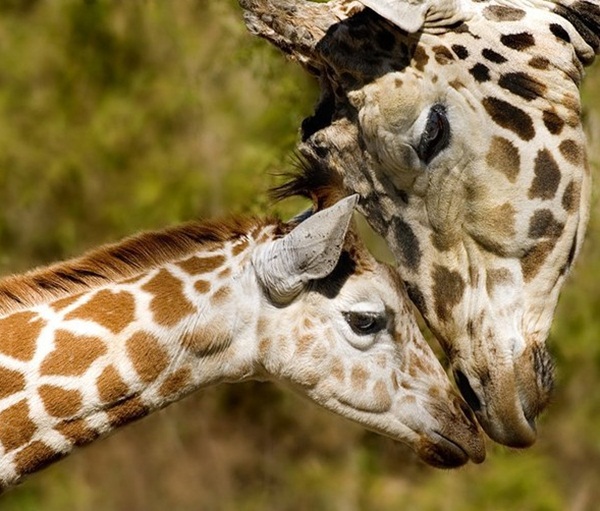 ภาพสัตว์น่ารักๆ  ภาพความผูกพันระหว่างคู่แม่ลูก