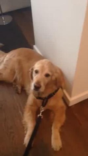 คลิปมะหมาโกลเด้นจอมขี้เกียจ ดูอาการตอนจะพาไปเที่ยวสิ..