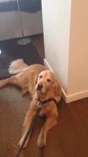 คลิปมะหมาโกลเด้นจอมขี้เกียจ ดูอาการตอนจะพาไปเที่ยวสิ..