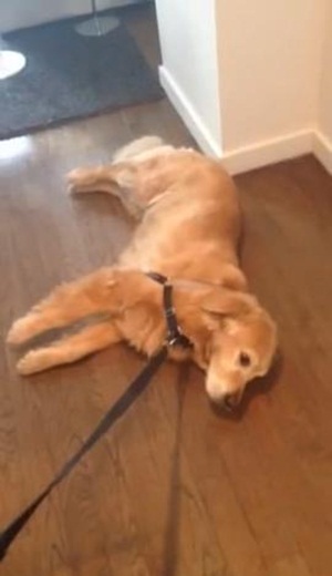 คลิปมะหมาโกลเด้นจอมขี้เกียจ ดูอาการตอนจะพาไปเที่ยวสิ..