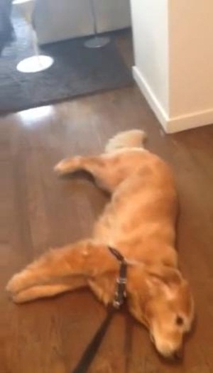 คลิปมะหมาโกลเด้นจอมขี้เกียจ ดูอาการตอนจะพาไปเที่ยวสิ..