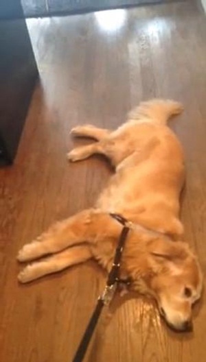 คลิปมะหมาโกลเด้นจอมขี้เกียจ ดูอาการตอนจะพาไปเที่ยวสิ..