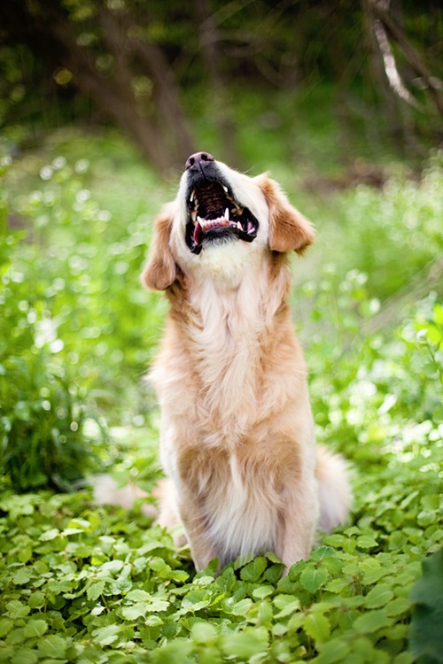  สไมลีย์ น้องหมาหน้ายิ้มเพราะไม่มีตา ที่พาให้ทั้งโลกยิ้มตาม