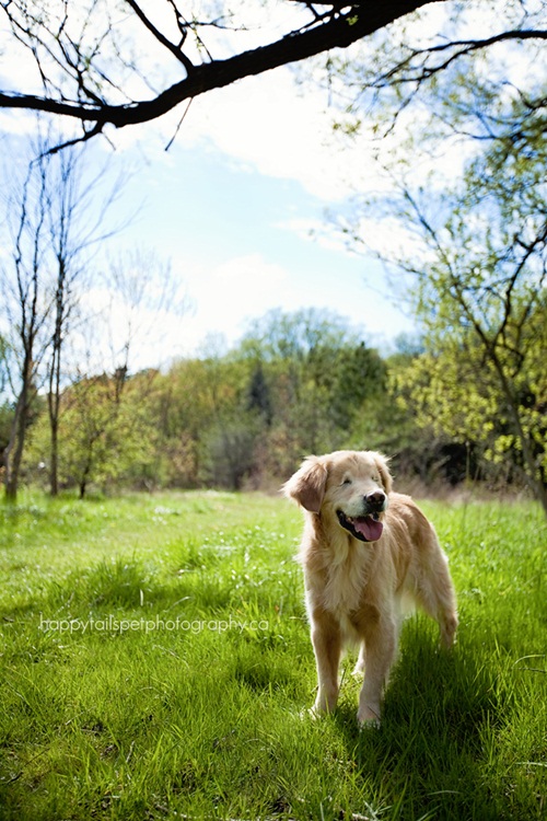  สไมลีย์ น้องหมาหน้ายิ้มเพราะไม่มีตา ที่พาให้ทั้งโลกยิ้มตาม