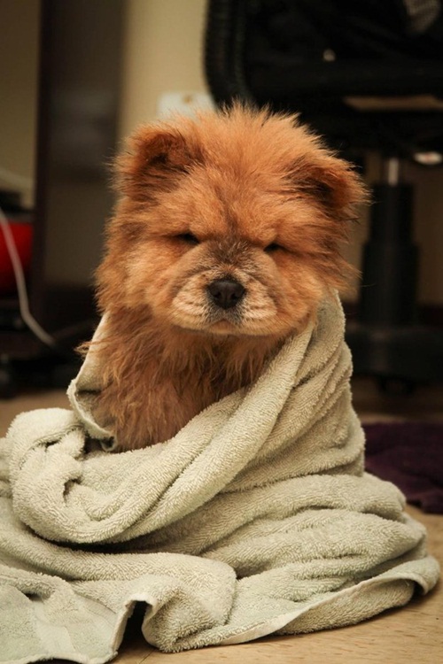 20 น้องหมาขนฟูนุ่มนิ่มน่าฟัด แต่..บางทีก็ฟูไปนะ !