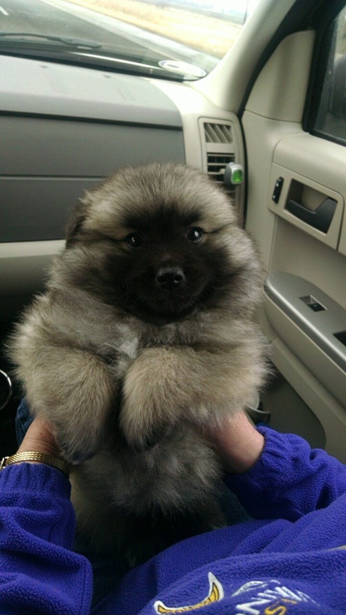 20 น้องหมาขนฟูนุ่มนิ่มน่าฟัด แต่..บางทีก็ฟูไปนะ !