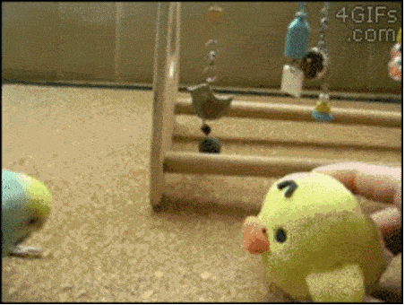 โชว์สเต็ปเทพ 28 สัตว์โลกเท้าไฟ แดนซ์กระจายเลยจ้า