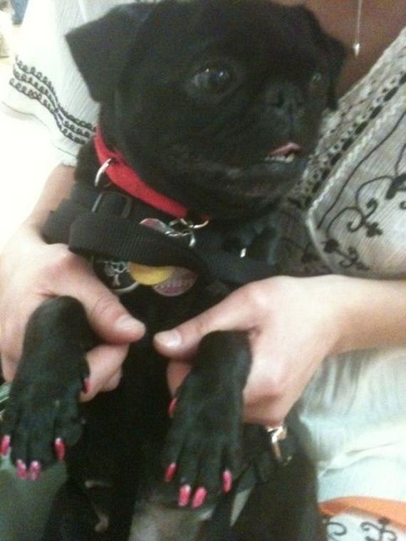 ทำเล็บให้น้องหมา เทรนด์นี้มาแรงใช่เล่น