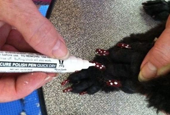 ทำเล็บให้น้องหมา เทรนด์นี้มาแรงใช่เล่น