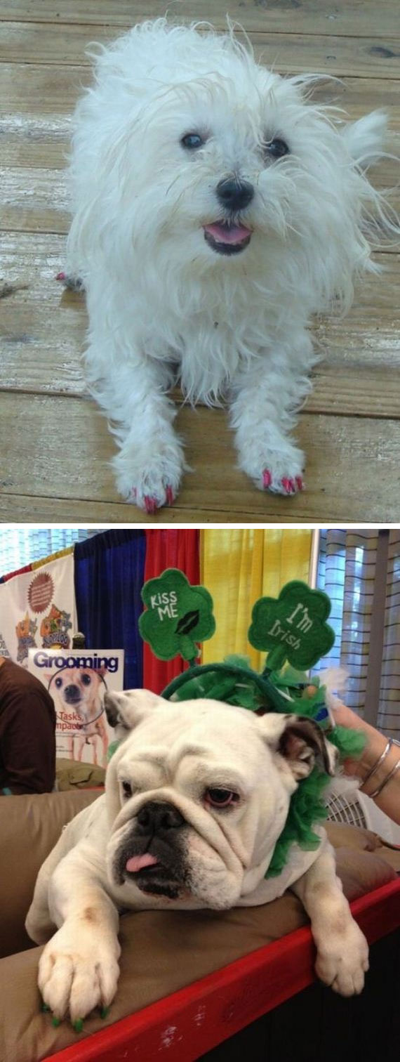 ทำเล็บให้น้องหมา เทรนด์นี้มาแรงใช่เล่น