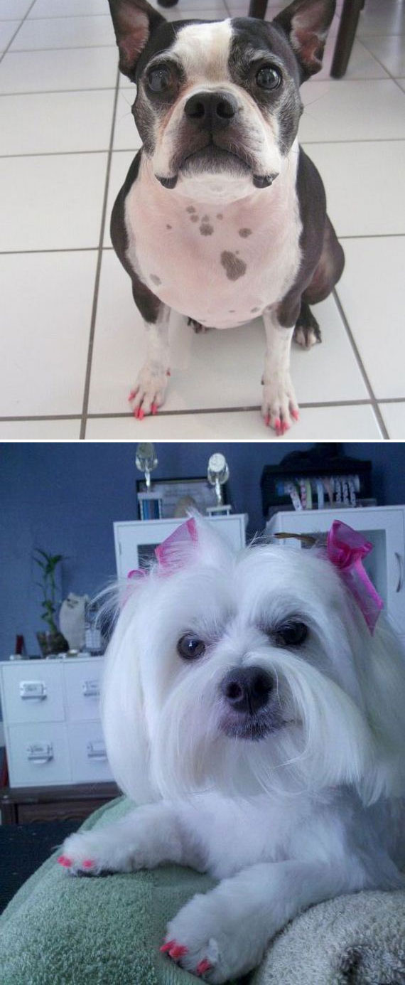 ทำเล็บให้น้องหมา เทรนด์นี้มาแรงใช่เล่น