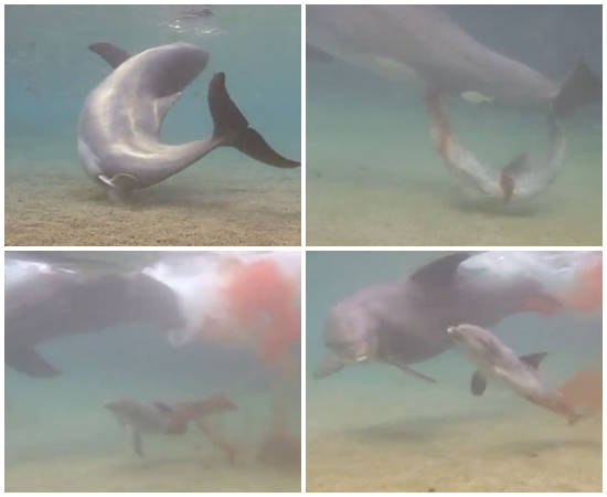 ชมคลิปหาชมยาก! นาทีโลมาคลอดลูกในฮาวาย