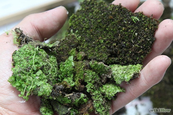 แต่งผนังมอสส์ลายกราฟิตี้ ครีเอทสวนสวยแบบเด็กแนว