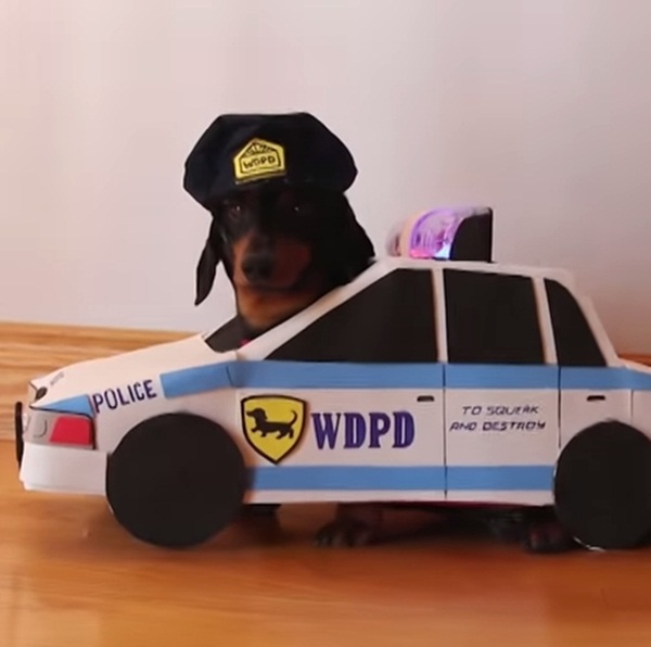 น้องหมาตำรวจซิ่งสู้ฟัด จับโจรมะหมาบุกขโมยเงินถึงบ้าน