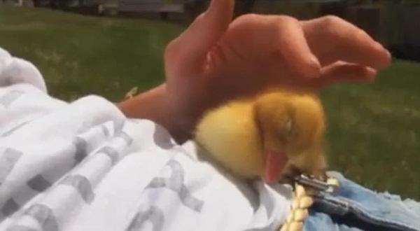 เป็ดน้อยขี้เซาพยายามจะเอาชนะความง่วง แต่ผลสุดท้าย..