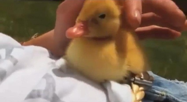 เป็ดน้อยขี้เซาพยายามจะเอาชนะความง่วง แต่ผลสุดท้าย..