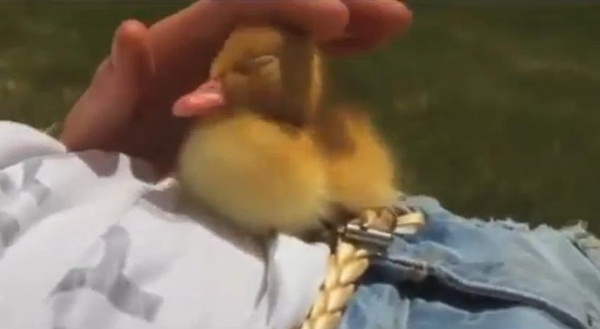 เป็ดน้อยขี้เซาพยายามจะเอาชนะความง่วง แต่ผลสุดท้าย..