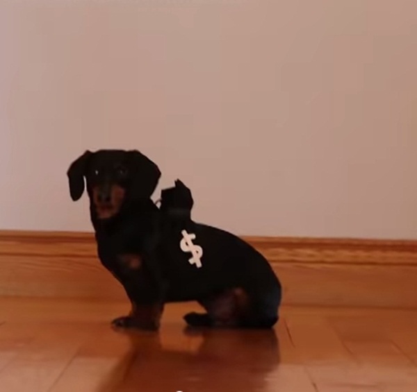 น้องหมาตำรวจซิ่งสู้ฟัด จับโจรมะหมาบุกขโมยเงินถึงบ้าน