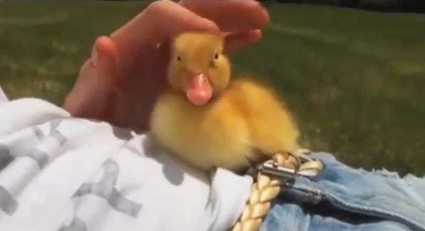 เป็ดน้อยขี้เซาพยายามจะเอาชนะความง่วง แต่ผลสุดท้าย..