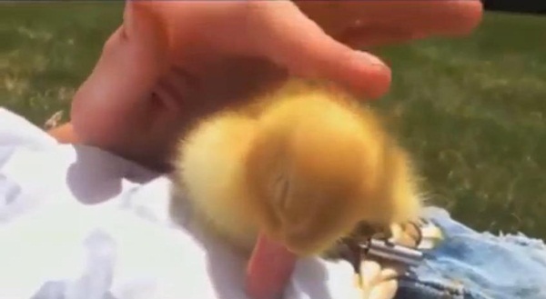 เป็ดน้อยขี้เซาพยายามจะเอาชนะความง่วง แต่ผลสุดท้าย..