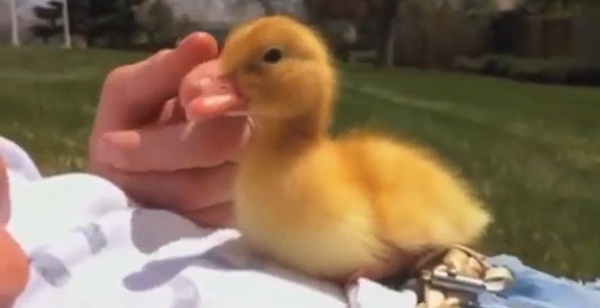 เป็ดน้อยขี้เซาพยายามจะเอาชนะความง่วง แต่ผลสุดท้าย..