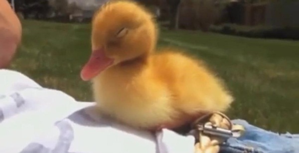 เป็ดน้อยขี้เซาพยายามจะเอาชนะความง่วง แต่ผลสุดท้าย..