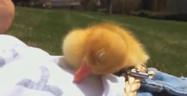 เป็ดน้อยขี้เซาพยายามจะเอาชนะความง่วง แต่ผลสุดท้าย..