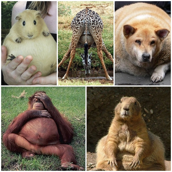 สัตว์โลกอุ้มท้อ