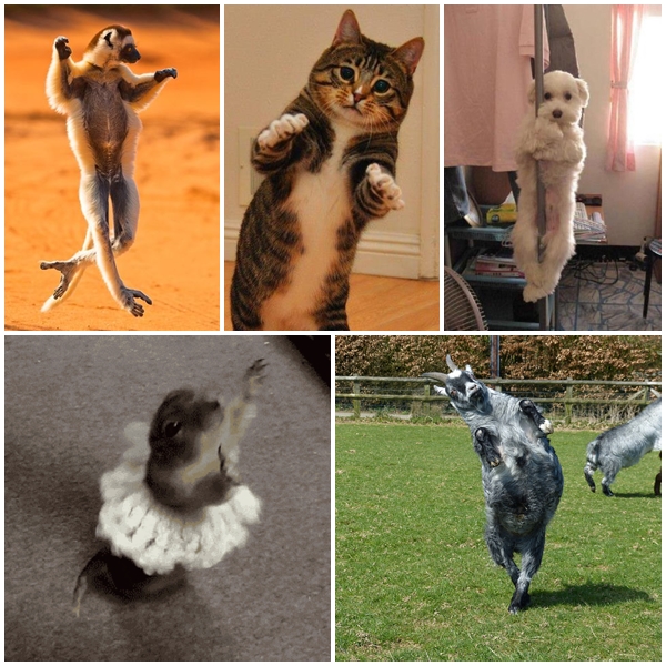 โชว์สเต็ปเทพ 28 สัตว์โลกเท้าไฟ แดนซ์กระจายเลยจ้า