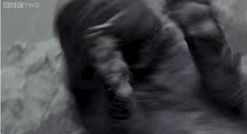 โชว์สเต็ปเทพ 28 สัตว์โลกเท้าไฟ แดนซ์กระจายเลยจ้า