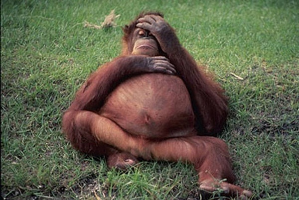 20 ภาพสัตว์โลกอุ้มท้อง ป่องจนเกือบกลมดิก