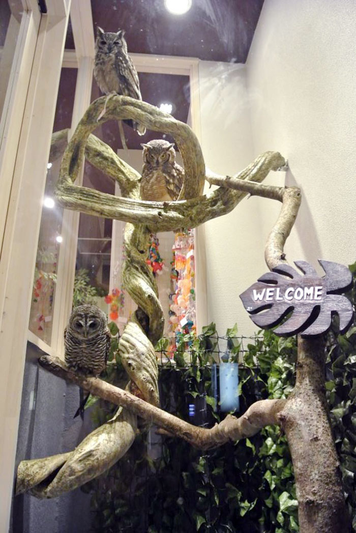 บาร์นกฮูก