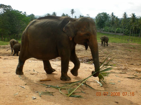 20 ภาพสัตว์โลกอุ้มท้อง ป่องจนเกือบกลมดิก