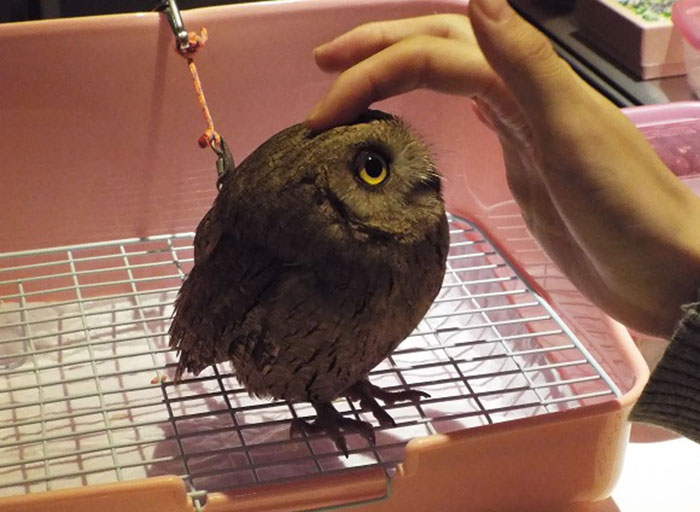 บาร์นกฮูก