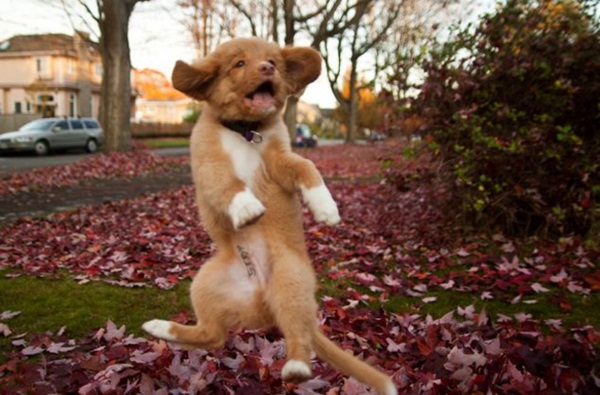 โชว์สเต็ปเทพ 28 สัตว์โลกเท้าไฟ แดนซ์กระจายเลยจ้า